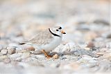 Piping Plover